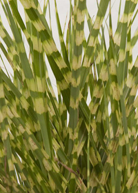 Miscanthus sinensis 'Gold Breeze'